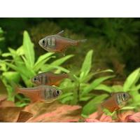 Hyphessobrycon flammeus - Tetra červená 2,5cm