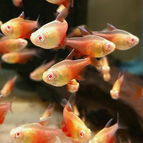 Hyphessobrycon flammeus Orange - Tetra červená 2,5cm