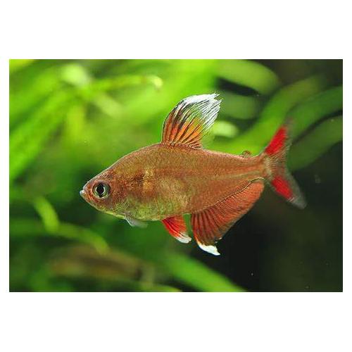 Hyphessobrycon rosaceus White Fin - Tetra ozdobná 2,5-3cm