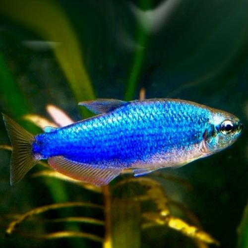 Inpaichthys kerri Super Blau - Tetra královská 2,5-3cm