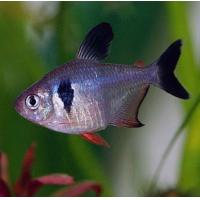 Hyphessobrycon megalopterus - Černý fantóm 2,5-3cm