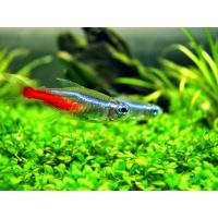Paracheirodon innesi - Neonka obecná M 2-2,3cm