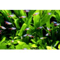 Paracheirodon innesi - Neonka obecná M 2-2,3cm