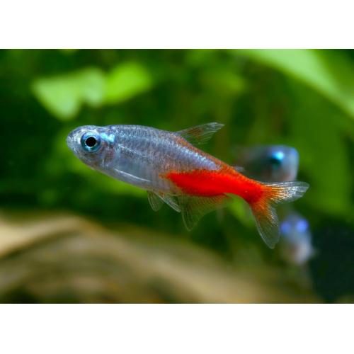 Paracheirodon innesi Diamant - Neonka obecná diamantová 2,5cm