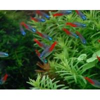 Paracheirodon innesi Diamant - Neonka obecná diamantová 2,5cm