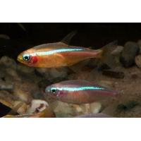 Paracheirodon innesi Gold - Neonka obecná zlatá 2,5cm