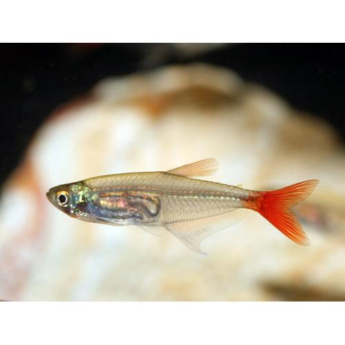 Prionobrama filigera - Tetra vláknoploutvá 3cm