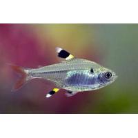 Pristella maxillaris - Tetra průsvitná 2,5-3cm