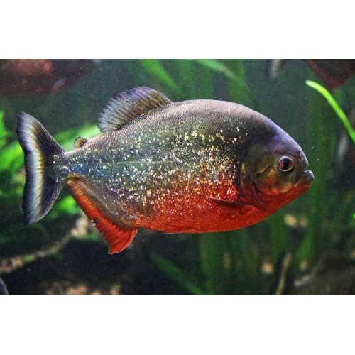 Serrasalmus nattereri - Piraňa červená 3-3,5cm