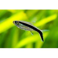 Thayeria boehlkei - Tetra křivopruhá 3cm