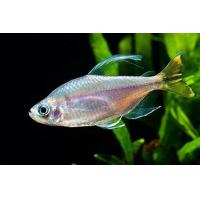 Alestopetersius caudalis 4-5cm