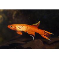 Aphyosemion australe Gold - Halančík pestrý 3-3,5cm