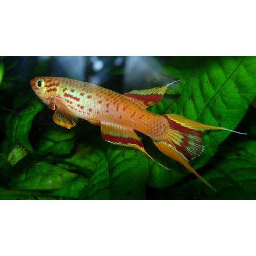 Fundulopanchax gardneri - Halančík Gardnerův 3,5-4cm