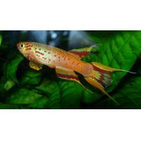 Fundulopanchax gardneri L/XL - Halančík Gardnerův L/XL 4-5cm