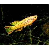 Fundulopanchax gardneri gold - Halančík Gardnerův zlatý 4cm