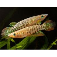 Aplocheilus lineatus - Štikovec páskovaný 4-5cm