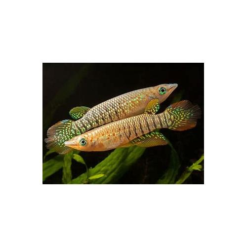 Aplocheilus lineatus - Štikovec páskovaný 4-5cm