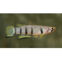 Epiplatys dageti - Panchax příčnopásý 4 cm