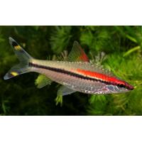 Puntius denisoni - Parmička Denisonova 5cm