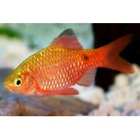 Puntius conchonius - Parmička nádherná XL