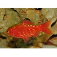 Puntius conchonius Neon Red - Parmička nádherná neon 3-4cm