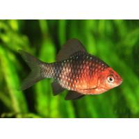 Puntius nigrofasciatus - Parmička purpurová 3-4cm