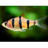 Puntius pentazona - Parmička pětipruhá 3cm