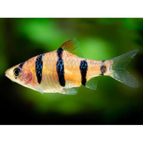 Puntius pentazona - Parmička pětipruhá 3cm