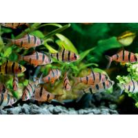 Puntius pentazona - Parmička pětipruhá 3cm