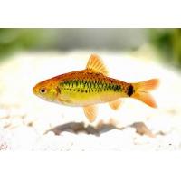 Barbodes schuberti - Parmička zlatá 3-4cm