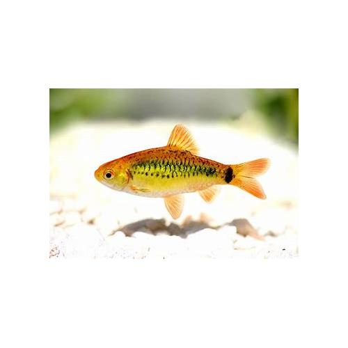 Barbodes schuberti - Parmička zlatá 3-4cm