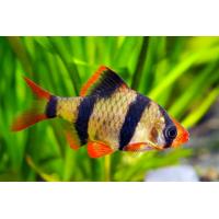 Puntius tetrazona - Parmička čtyřpruhá 3-4cm