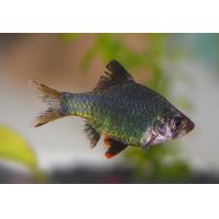 Puntius tetrazona Grün - Parmička mechová 3-4cm