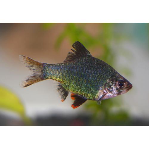 Puntius tetrazona Grün - Parmička mechová 3-4cm