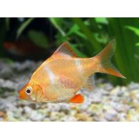 Puntius tetrazona Gold - Parmička čtyřpruhá zlatá 3-4cm
