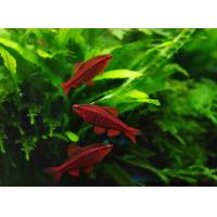 Puntius titteya - Parmička duhová 3cm