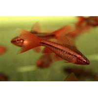 Puntius titteya - Parmička duhová závoj 3cm