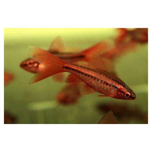 Puntius titteya - Parmička duhová závoj 3cm