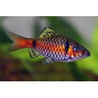 Puntius sp.Odessa - Parmička z Oděsy 3-4cm