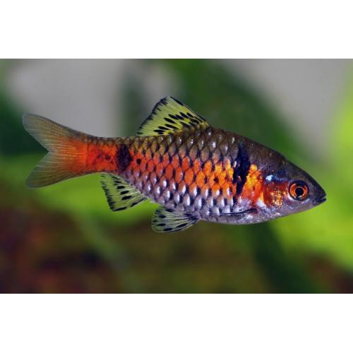 Puntius sp.Odessa - Parmička z Oděsy 3-4cm