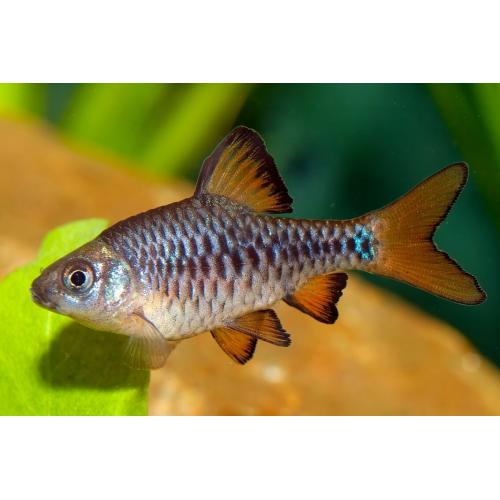 Puntius oligolepis - Parmička perleťová 3cm
