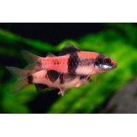 Barbus melanamphyx - Parmička panda 3-4cm