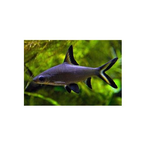 Balantiocheilus melanopterus - Parmička žraločí 6cm