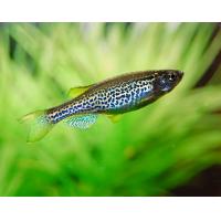 Danio Frankei - Danio leopardí 3,5cm