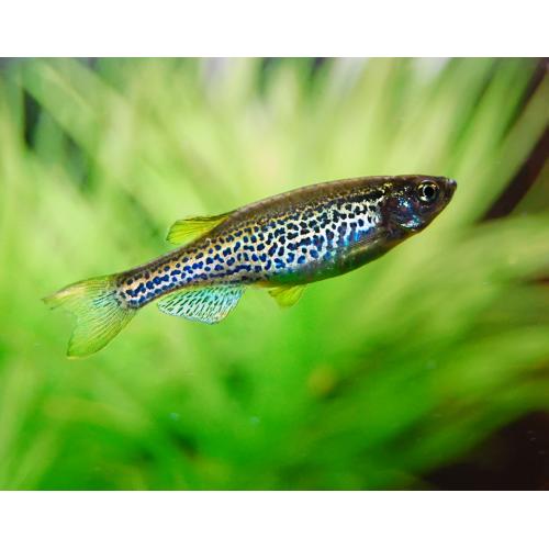 Danio Frankei - Danio leopardí 3,5cm