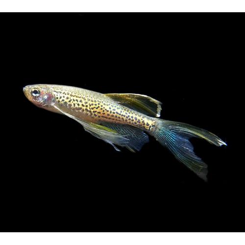 Danio Frankei long - Danio leopardí závoj 3,5cm