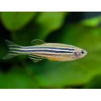 Danio rerio - Danio pruhované 3,5cm