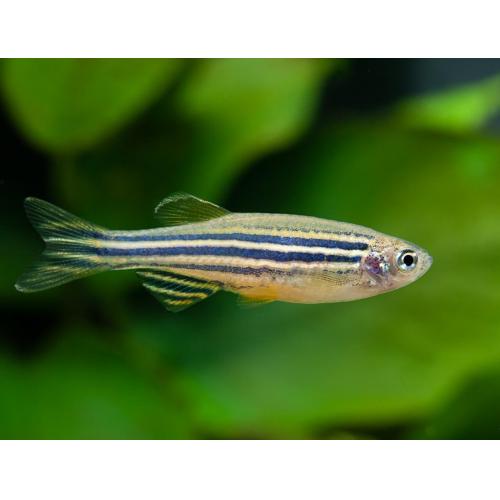 Danio rerio - Danio pruhované 3,5cm