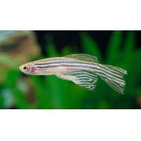 Danio rerio - Danio pruhované závoj 3,5cm