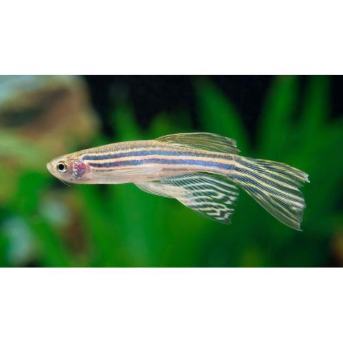 Danio rerio - Danio pruhované závoj 3,5cm